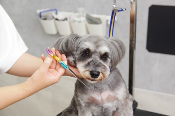 Dog salon Petit Bonheur_2
