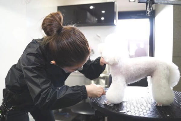 dogsalon ange