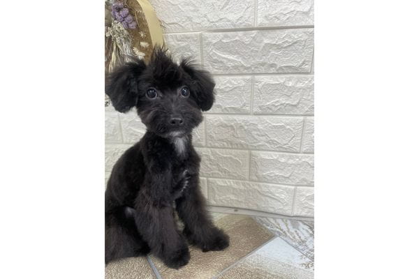 dogsalon もふもふっと_4