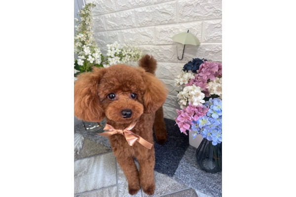 dogsalon もふもふっと