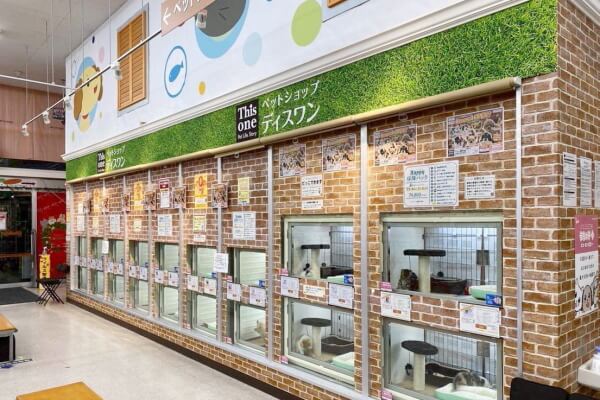 ディスワン 湘南平塚店