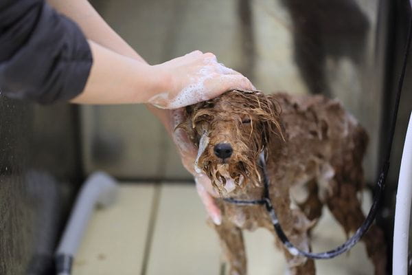 ペットショップ犬の家&猫の里 プレ葉ウォーク浜北店_3