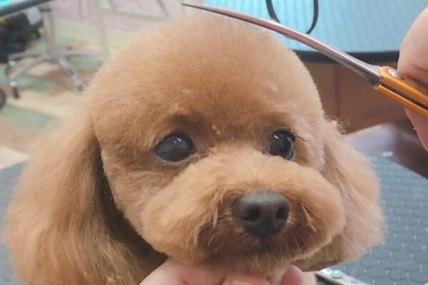Dog Salon MOTHER 各務原店_3