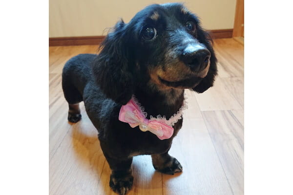 bonny paw_4