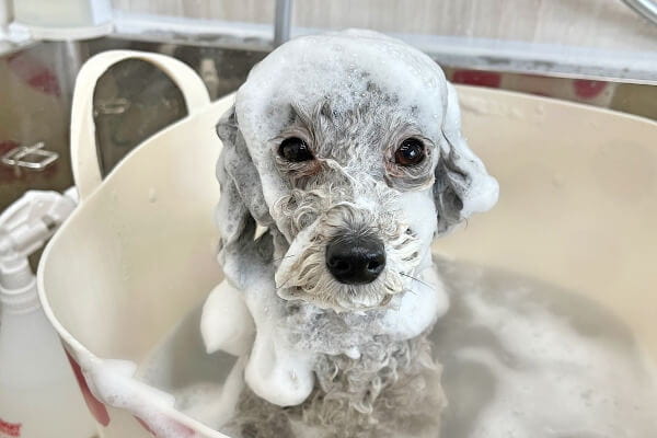 Dog salon ede.V_3