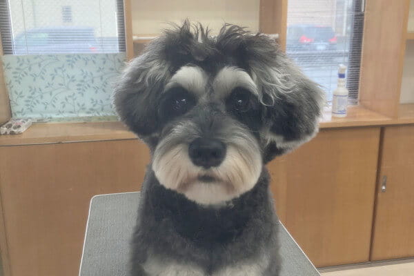 Dog Barber Dyna_3