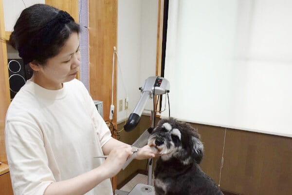 Dog Barber Dyna_2