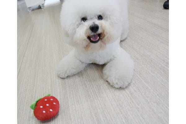 Dog Barber Dyna_1