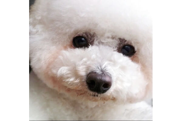 Dog Barber Dyna_4