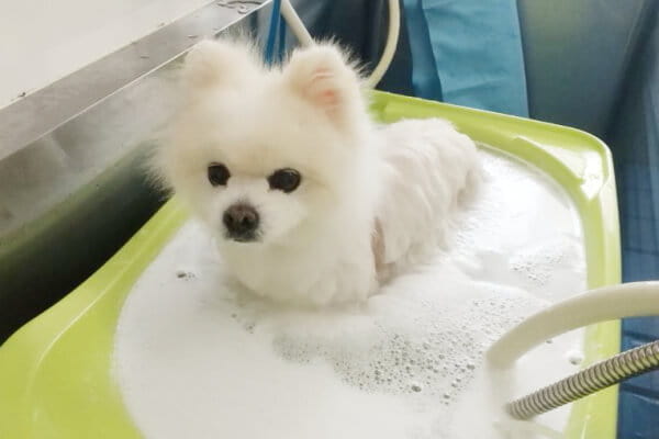 ポックル動物病院_2
