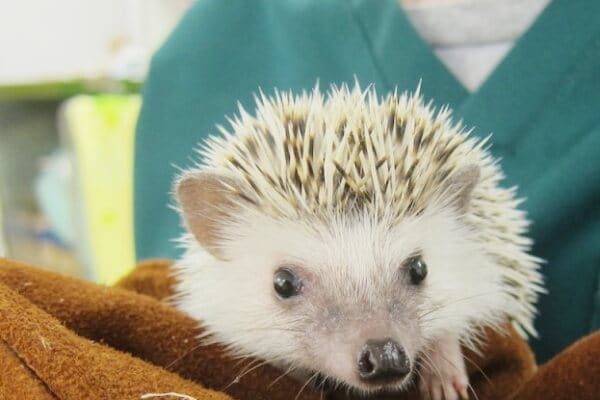 ポックル動物病院_5