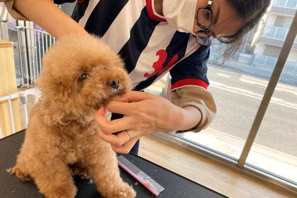 あんどDOG 横浜本店
