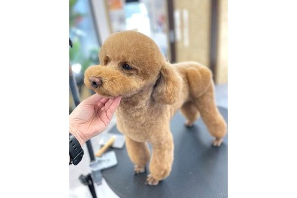 Trimming Salon BeecluB 守谷店_4