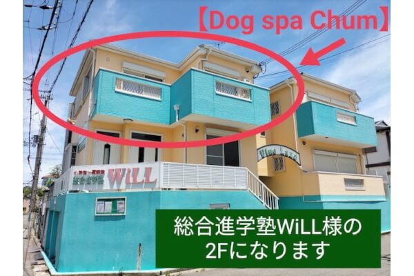 Dog spa Chum