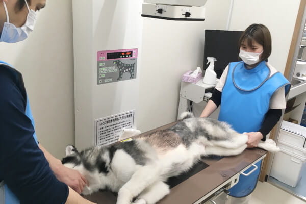 乙訓どうぶつ病院_3
