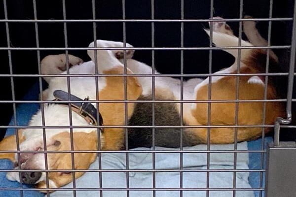 Dog House TEKO_4