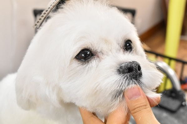 Dog salon ぽっぽ