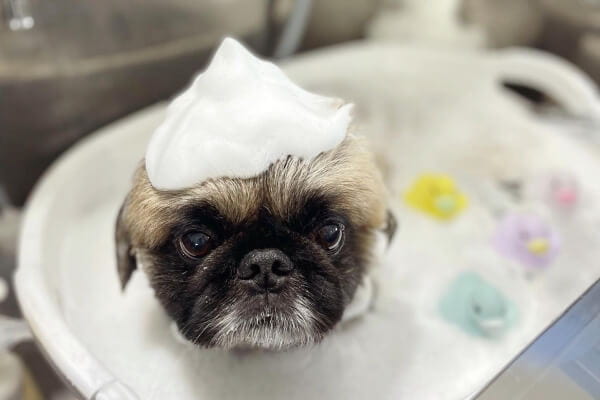 DOG SALON OPPO_3