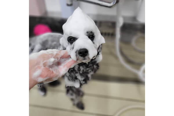 Dog Salon Cotton