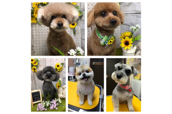 犬の美容室 Dear Dogs_3