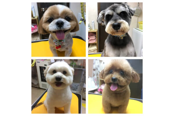 犬の美容室 Dear Dogs_4