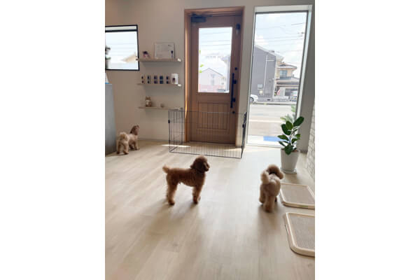 dog salon THE ROOM_4