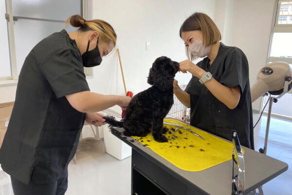 dog salon Lino