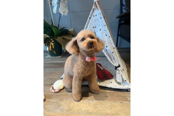 Dog Salon Anny_2
