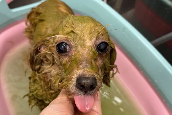 Dog Salon Anny_1