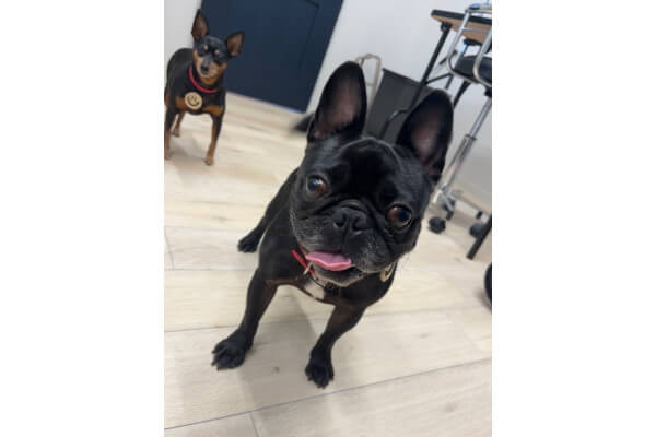 Dog Salon Anny_3