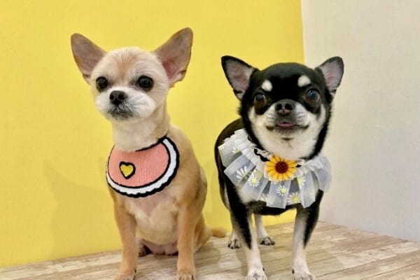 dog salon moon fur