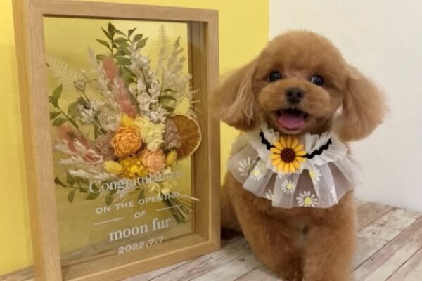 dog salon moon fur_3