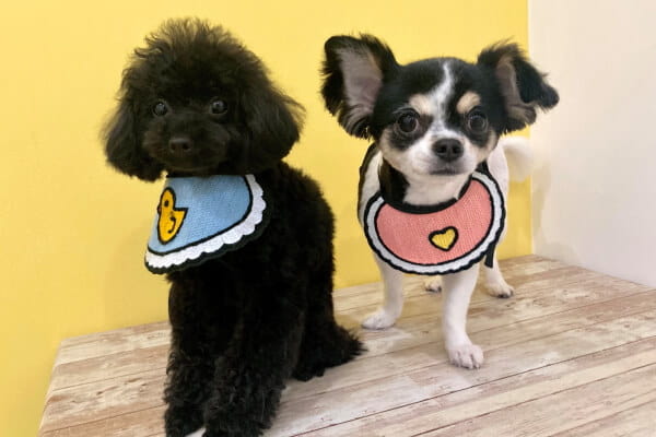 dog salon moon fur_4