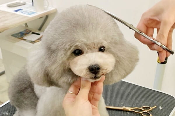 dog salon moon fur_2
