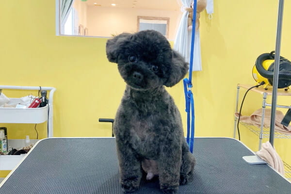 dog salon moon fur_1