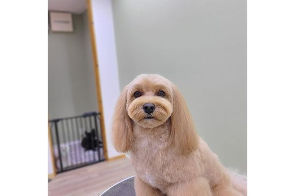 dog salon u_zmo