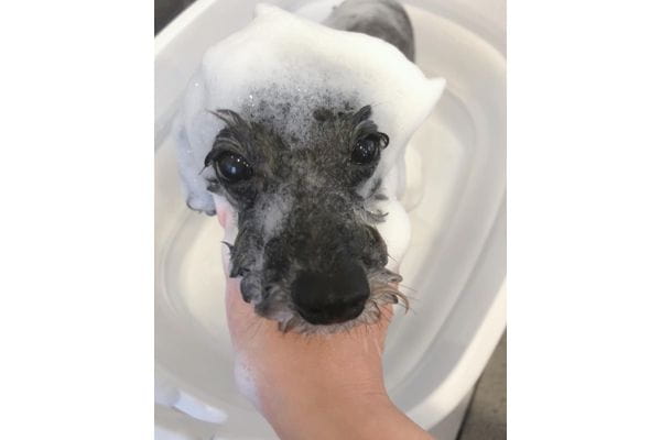 DogSalon alumna_4