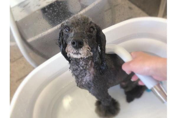 DogSalon alumna_3