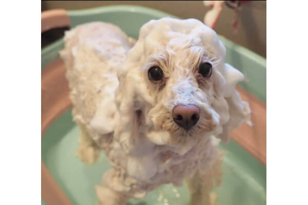 dog salon pooch_1