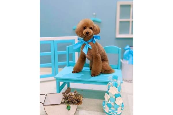 dog salon pooch_3
