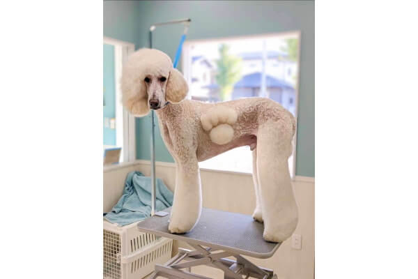 dog salon pooch_2