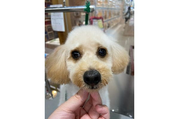 dog salon 101_4