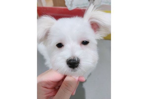 dog salon 101_2