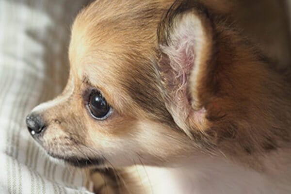 Dog Salon Sweet pups