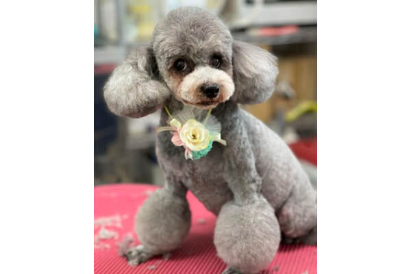 トリミングサロン めろ