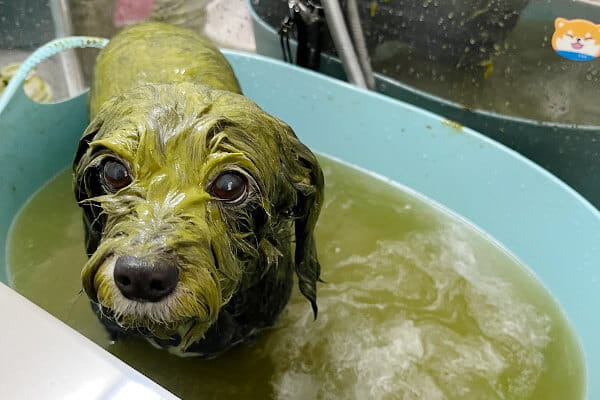 Dog Salon ムック_3