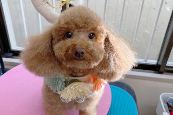Dog Salon ムック_4