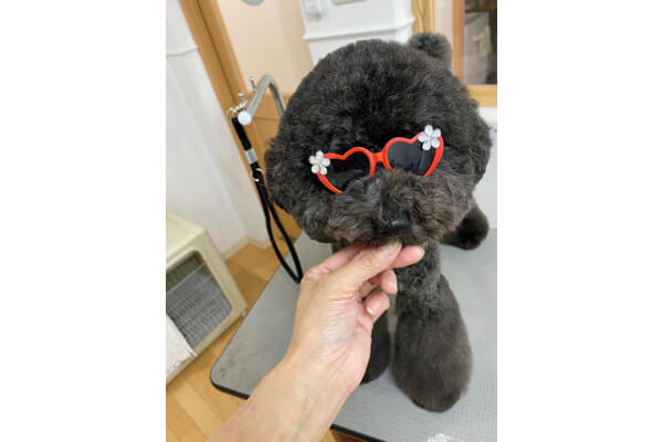 ペットサロン スイート_3