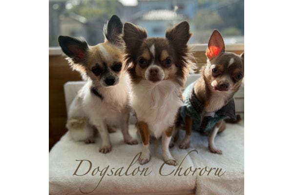 Dog Salon Chororu_2