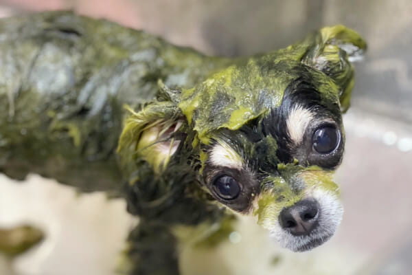 Dog Trimming Salon Sally 玉川学園店_1